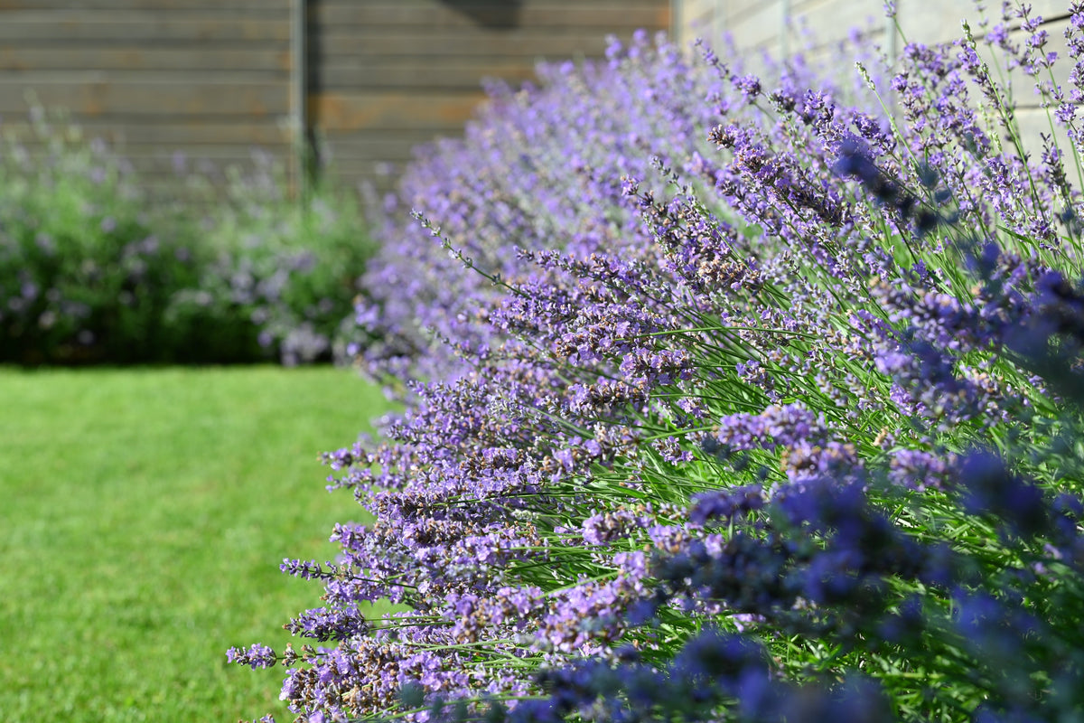 The 6 Best Perennials for a Low-Maintenance Garden The 6 Best Perennials for a Low-Maintenance Garden