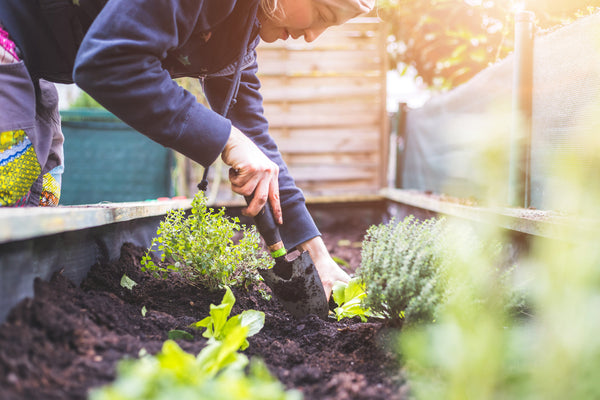 A person gardening in a raised bed, planting and tending to herbs and vegetables on a sunny day